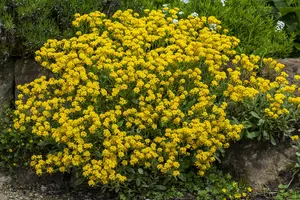 aurinia saxatilis - afbeelding 4