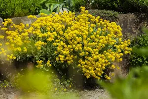 aurinia saxatilis - afbeelding 5