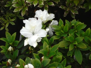azalea jap. mount everest