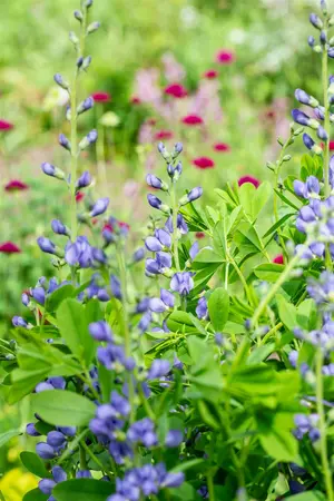 pot 9 cm - afbeelding 5