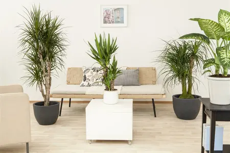 beaucarnea recurvata - afbeelding 3