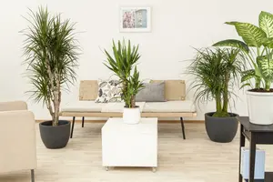 beaucarnea recurvata - afbeelding 3