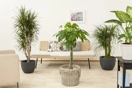 beaucarnea recurvata - afbeelding 4