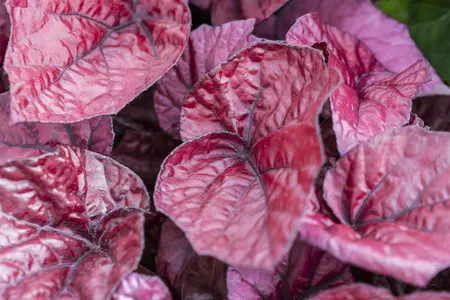 blad 2 - afbeelding 2