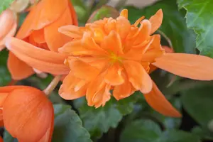 blad 2 - afbeelding 3