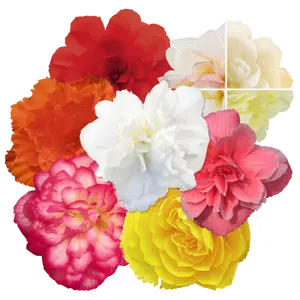 begonia nonstop joy