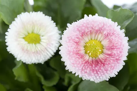bellis perennis - afbeelding 3
