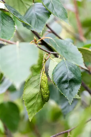 betula utilis jacquemontii - afbeelding 3