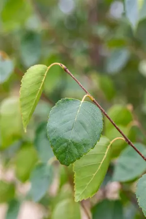 betula utilis jacquemontii - afbeelding 5
