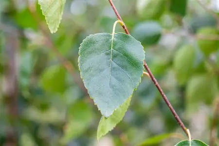 betula utilis jacquemontii - afbeelding 1