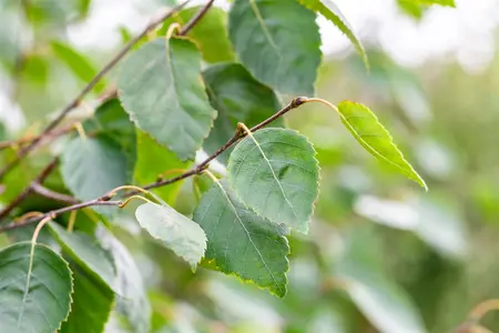 betula utilis jacquemontii - afbeelding 2
