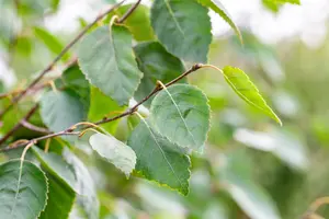 betula utilis jacquemontii - afbeelding 2