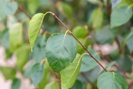 betula utilis jacquemontii - afbeelding 4