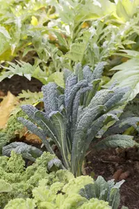 brassica ol. ac. nero di toscane - afbeelding 2