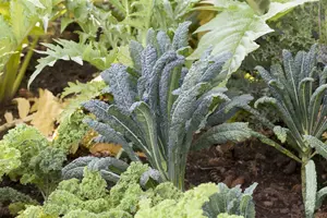 brassica ol. ac. nero di toscane