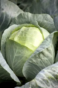 brassica ol. var. laciniata  roter grunkohl