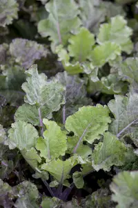 brassica ol. var. laciniata  roter grunkohl  - afbeelding 4