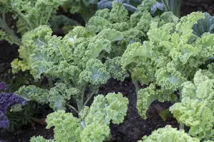 brassica ol. var. laciniata  roter grunkohl  - afbeelding 3