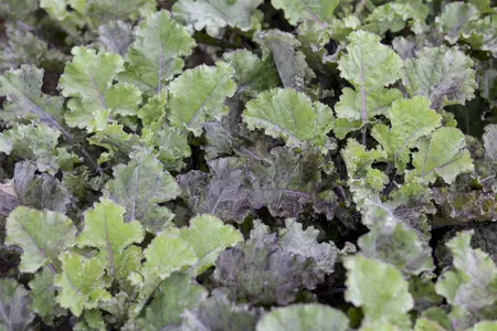 brassica ol. var. laciniata  roter grunkohl  - afbeelding 5
