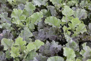 brassica ol. var. laciniata  roter grunkohl  - afbeelding 5