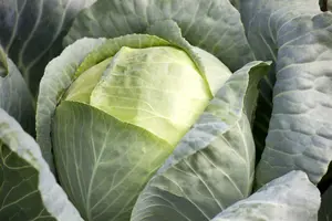 brassica ol. var. laciniata  roter grunkohl  - afbeelding 2