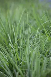 briza media  zitterzebra 