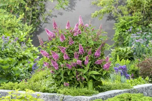 buddleja dav. butterfly candy