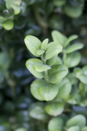 buxus sempervirens 120 cm. c12 - afbeelding 3