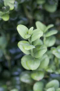 buxus sempervirens 120 cm. c12 - afbeelding 3