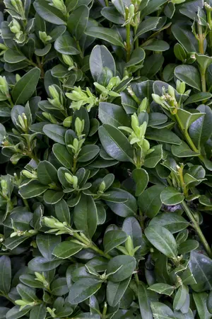 buxus sempervirens 120 cm. c12 - afbeelding 5