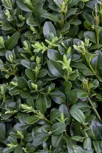 buxus sempervirens 120 cm. c12 - afbeelding 5