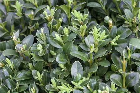 buxus sempervirens 120 cm. c12 - afbeelding 4