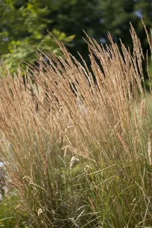 calamagrostis acutiflora  karl foerster  - afbeelding 2
