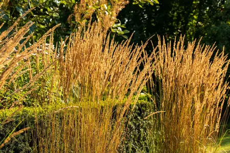 calamagrostis acutiflora  karl foerster  - afbeelding 5