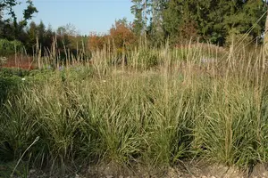 calamagrostis acutiflora  karl foerster  - afbeelding 4