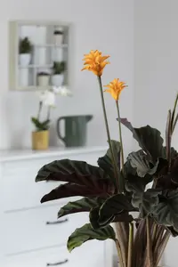 calathea crocata