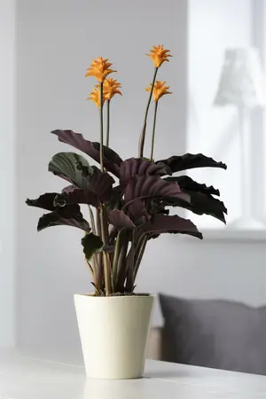 calathea crocata - afbeelding 5