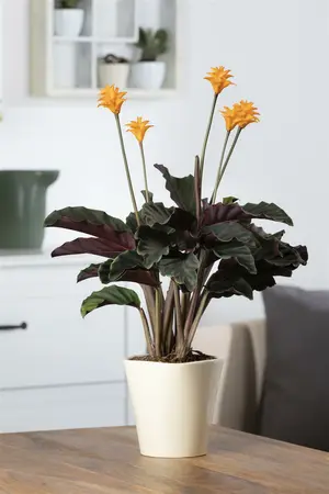 calathea crocata - afbeelding 2