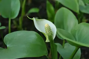 calla palustris
