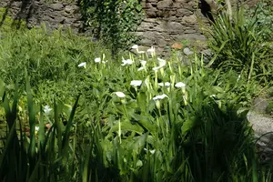 calla palustris - afbeelding 4