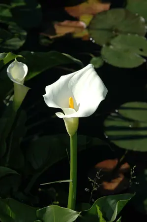 calla palustris - afbeelding 3