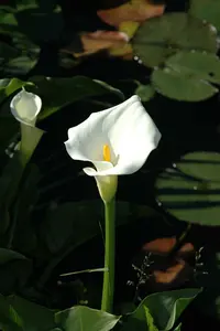calla palustris - afbeelding 3