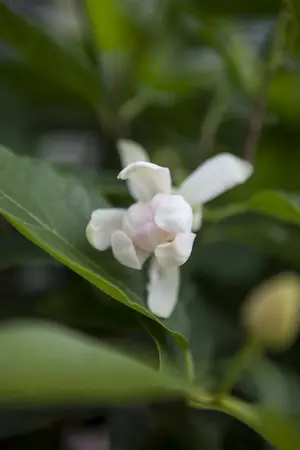 c 3.5l - afbeelding 1