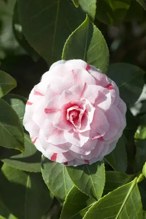 camelia - afbeelding 1