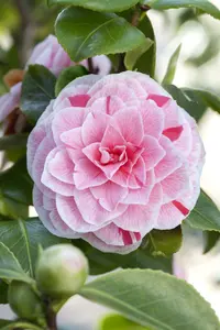 camelia - afbeelding 4