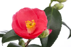camellia japonica