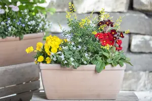 campanula pers. - afbeelding 1