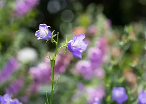 campanula pers. - afbeelding 5