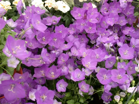 campanula pers. - afbeelding 3
