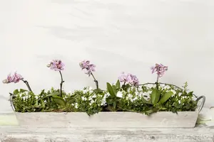 campanula portenschlagiana